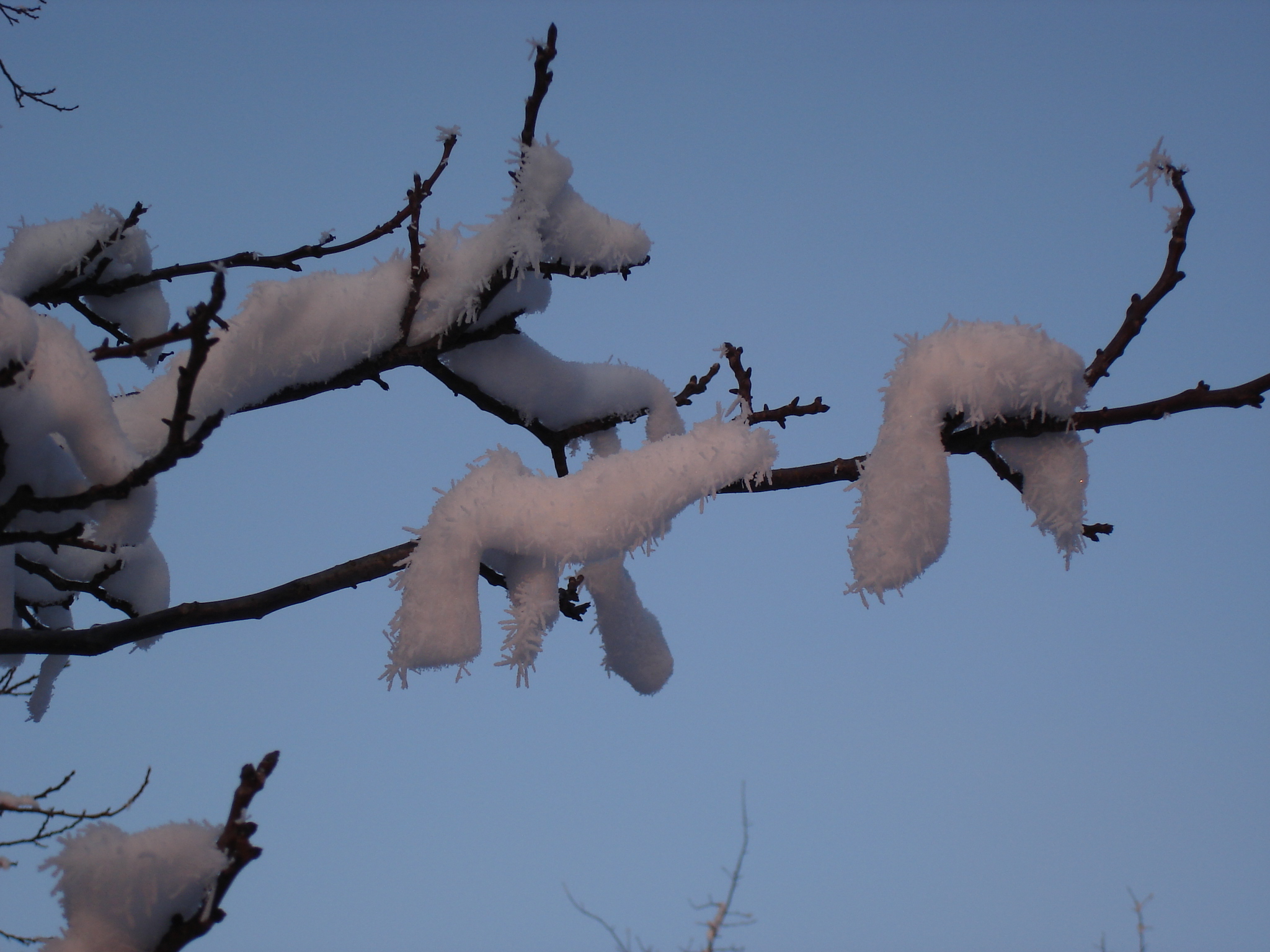 baum3